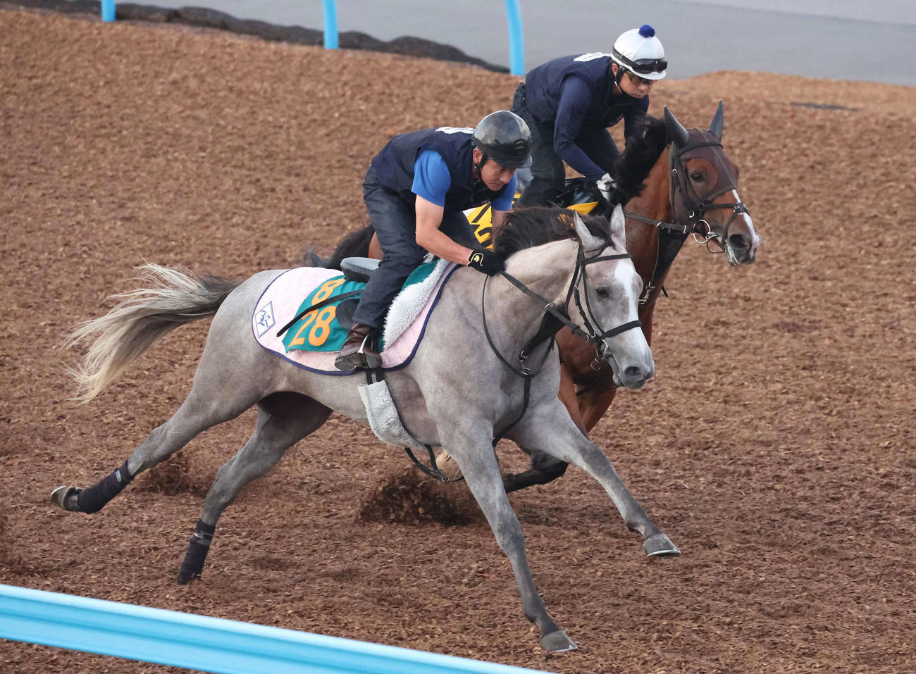 コガネノソラ（左）は美浦ウッドで古馬のルルルージュと併せて追い切られた（撮影・丹羽敏通）