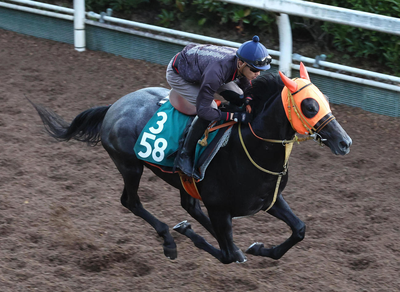 2日、坂井騎手を背に坂路を単走で追い切るローザサンリヴァル