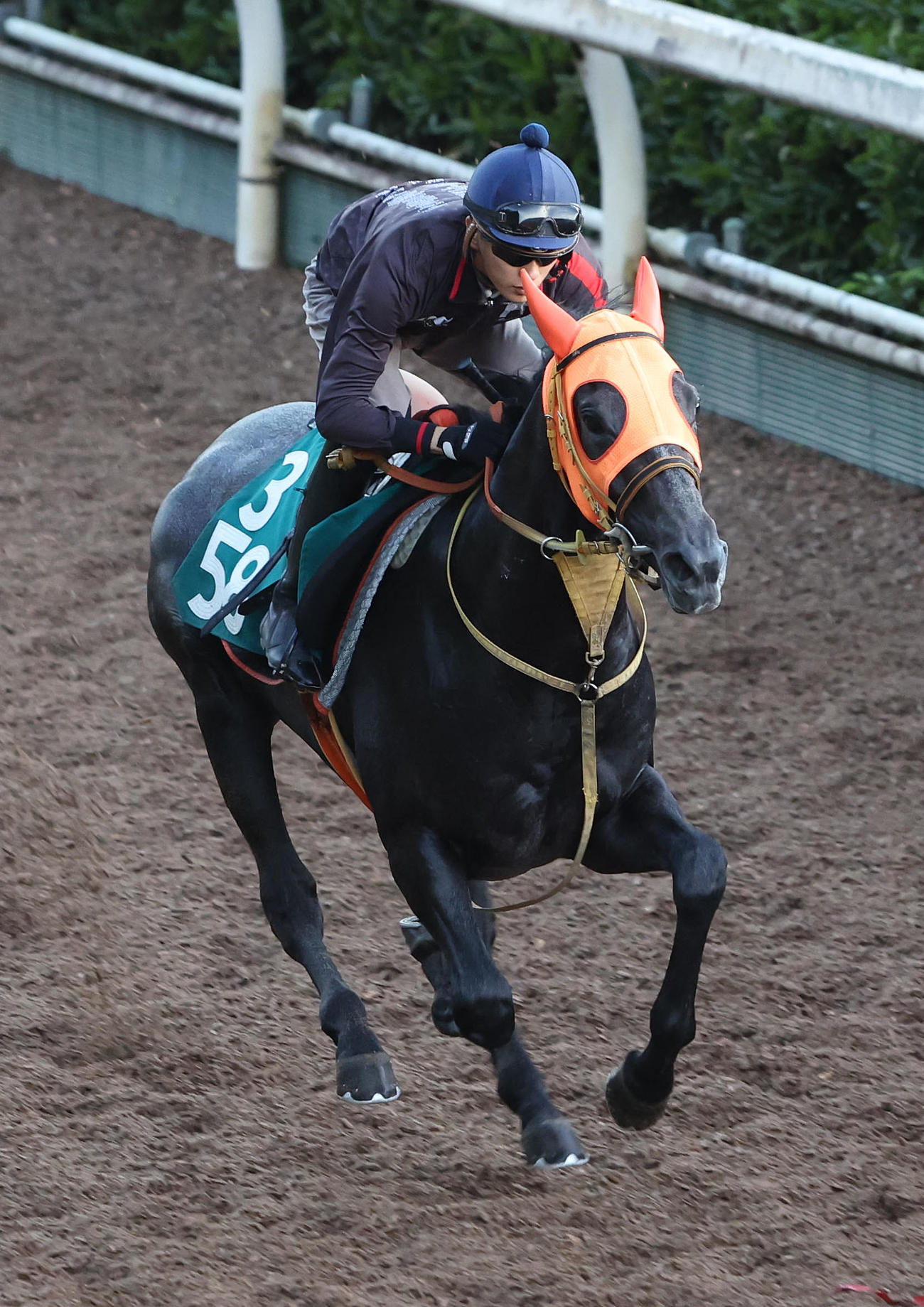 2日、坂井騎手を背に坂路を単走で追い切るローザサンリヴァル