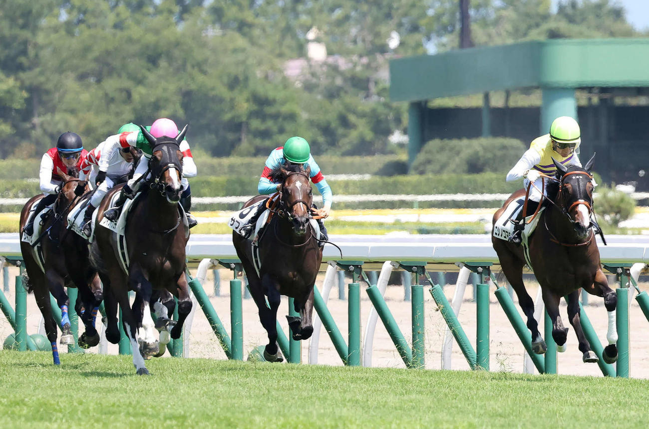 新潟6R、新馬戦で3着に敗れたサフィラ（中央）と、1着のニシノコマチムスメ（右）（撮影・丹羽敏通）