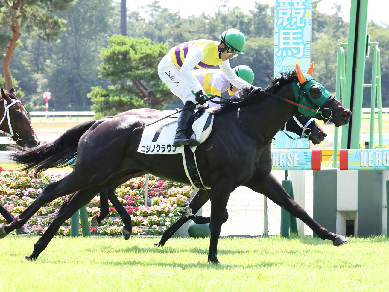 新潟1R、2歳未勝利戦を制したニシノクラウンと石川騎手（撮影・丹羽敏通）