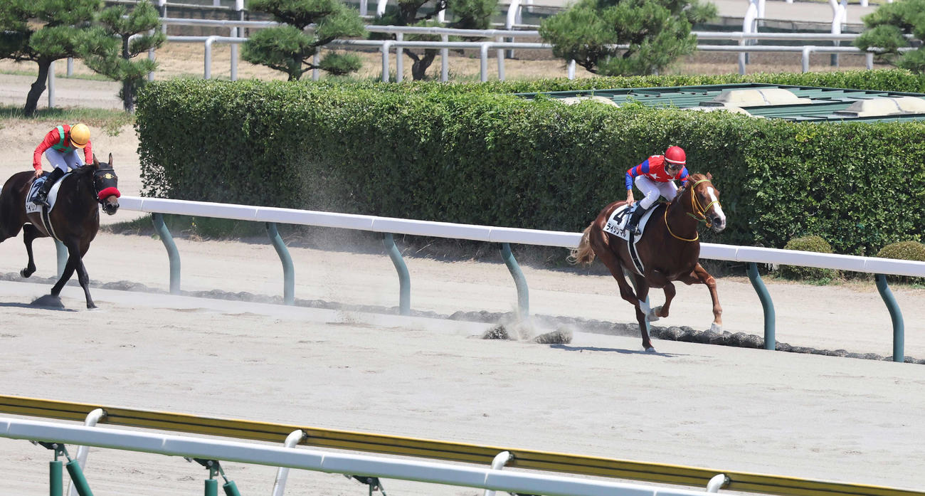 新潟6R、2歳新馬戦を制したライジンマルと津村騎手（撮影・丹羽敏通）