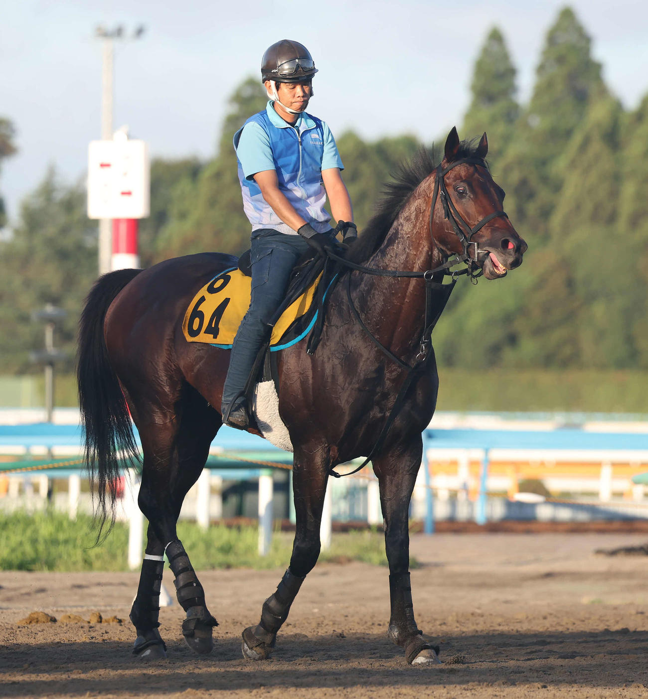 調教を終えて馬場を出るコンシリエーレ（2023年8月3日撮影）