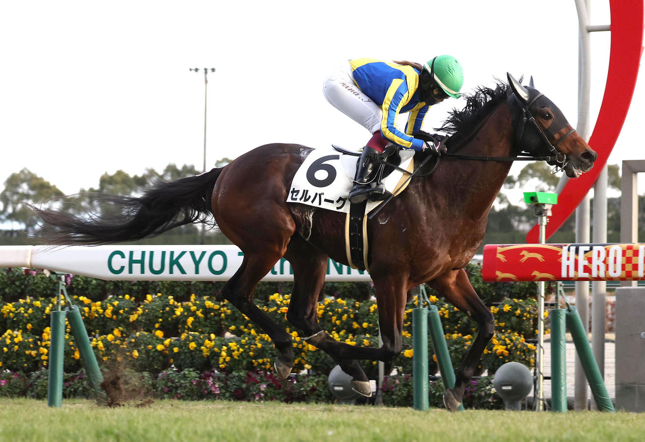 直線抜け出して4歳以上2勝クラスを制した今村騎手騎乗のセルバーグ（2023年1月撮影）