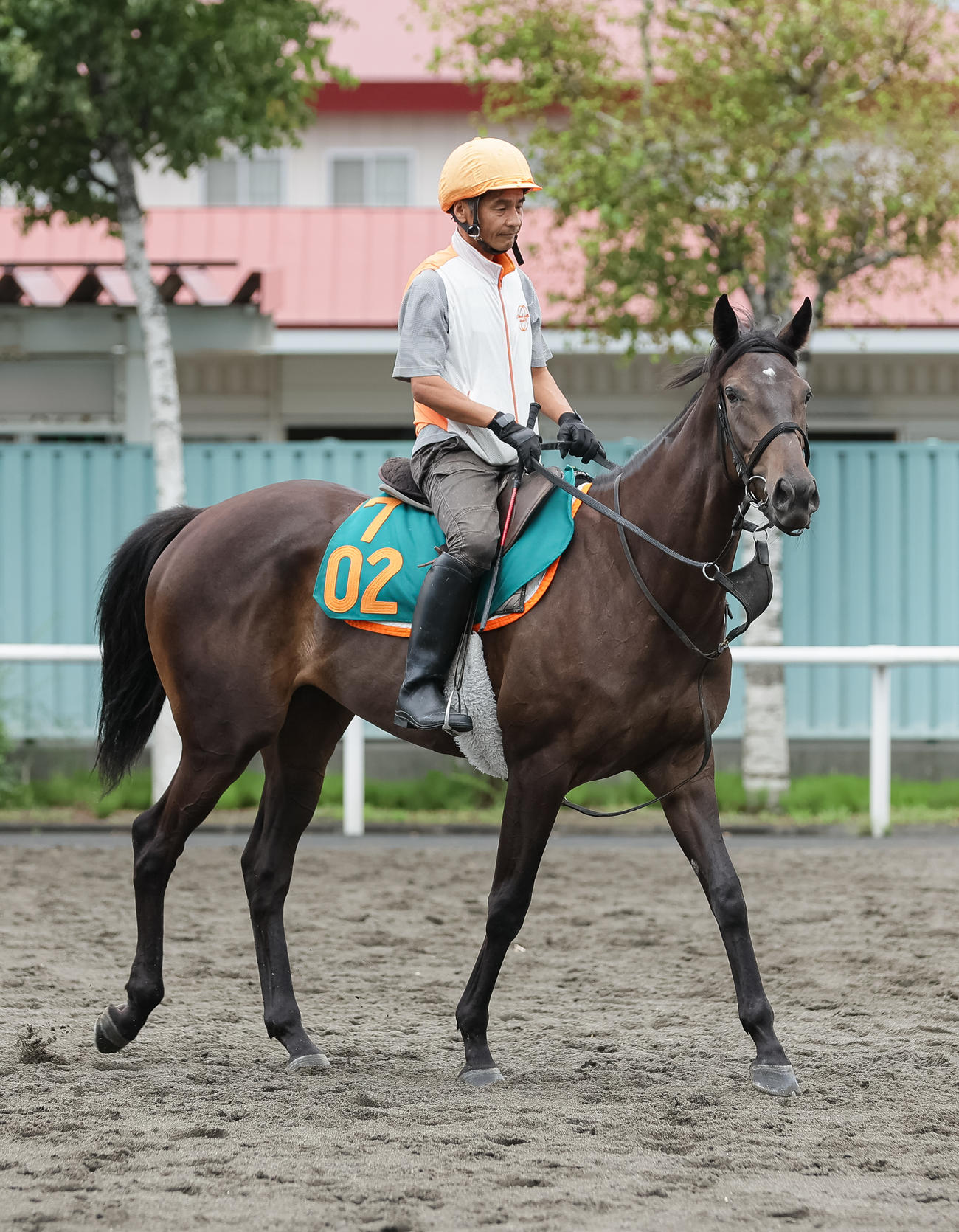 コスモス賞に向け調整されるコスモディナー（撮影・村野早祐）