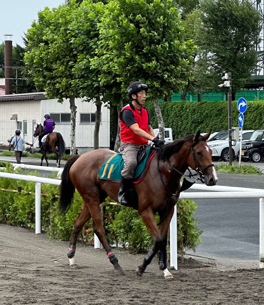 G1・2勝馬メジャーエンブレムを母にもつロールオブアームズ