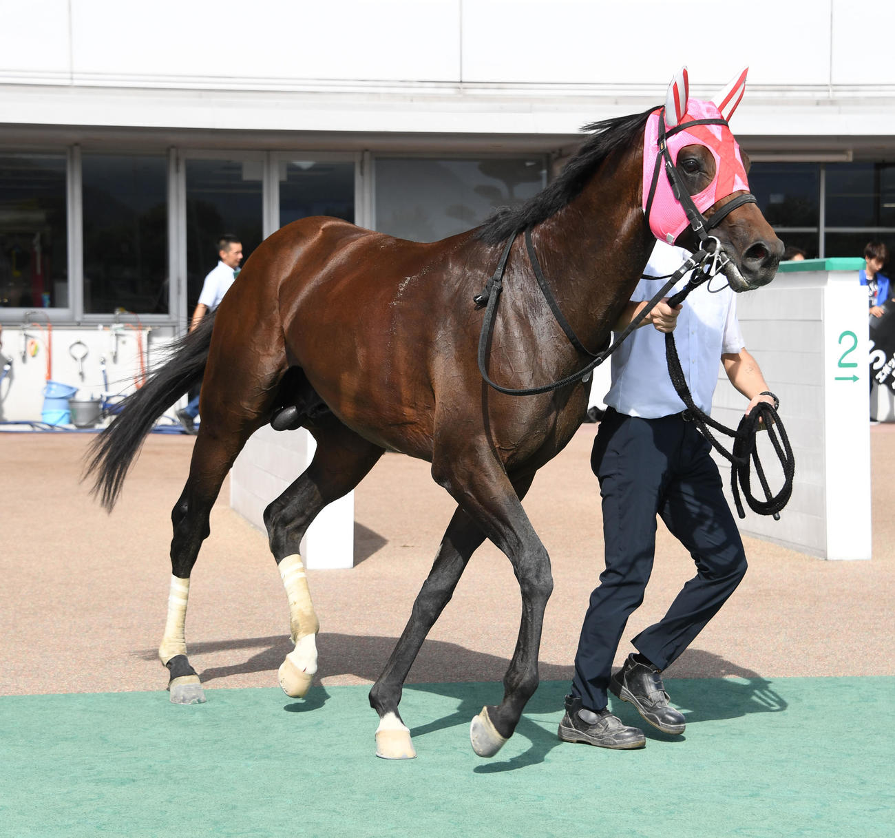 阿蘇Sを制したアードラー（2019年8月10日撮影）