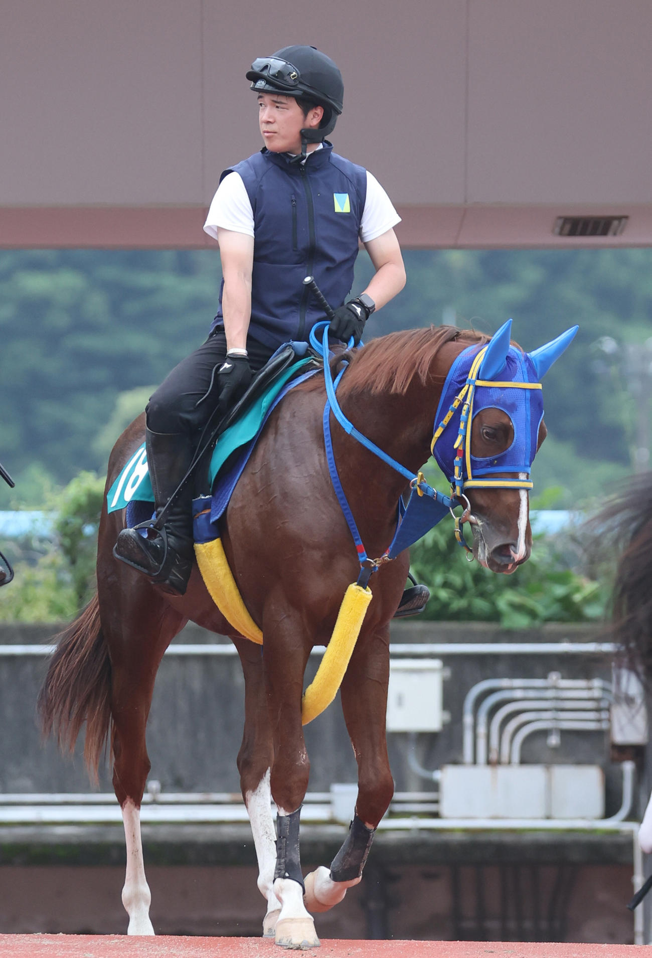 ナイスネイチャの近親馬ライスネイチャ