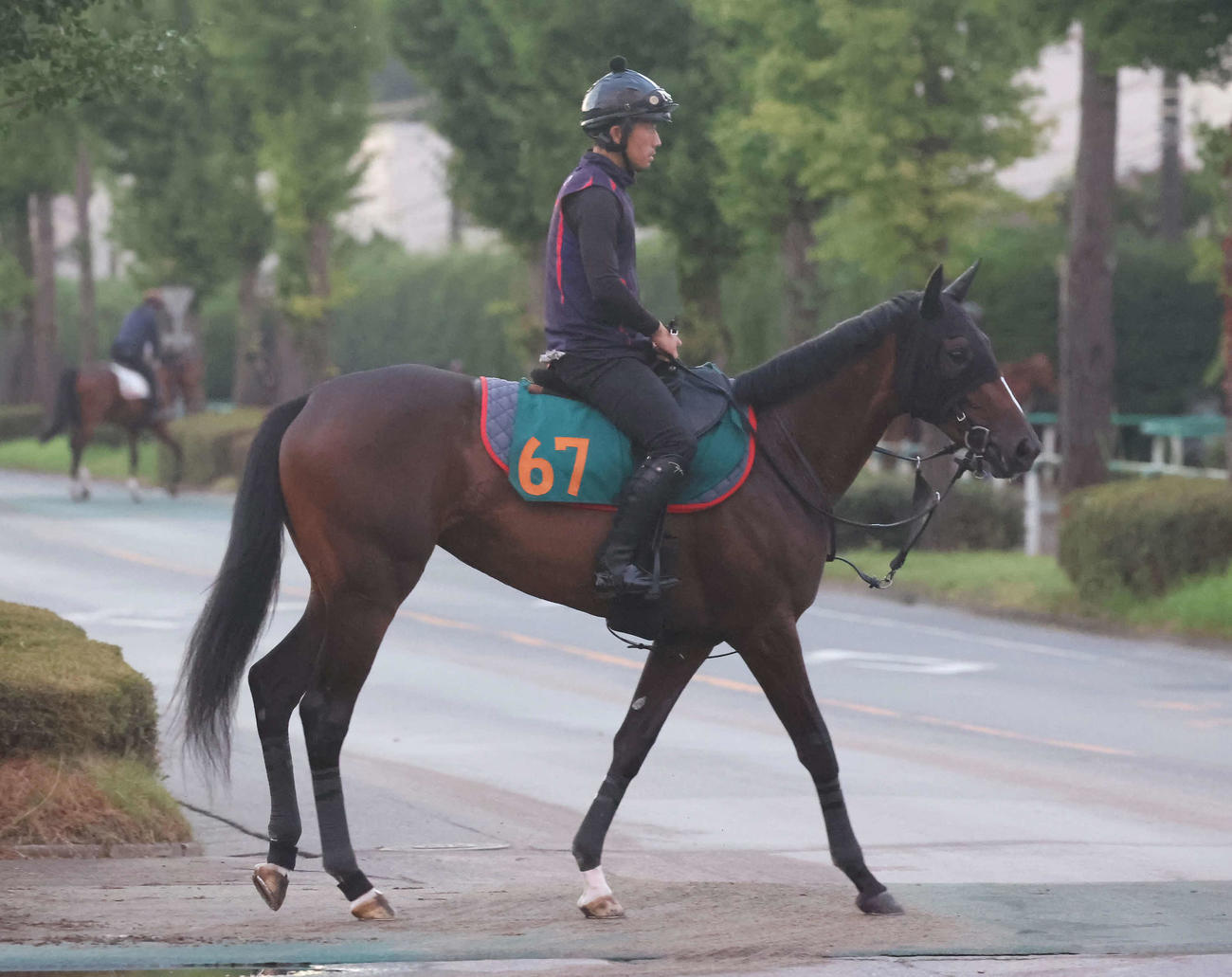 土曜新潟芝1600メートルで初陣を迎えるガルサブランカ