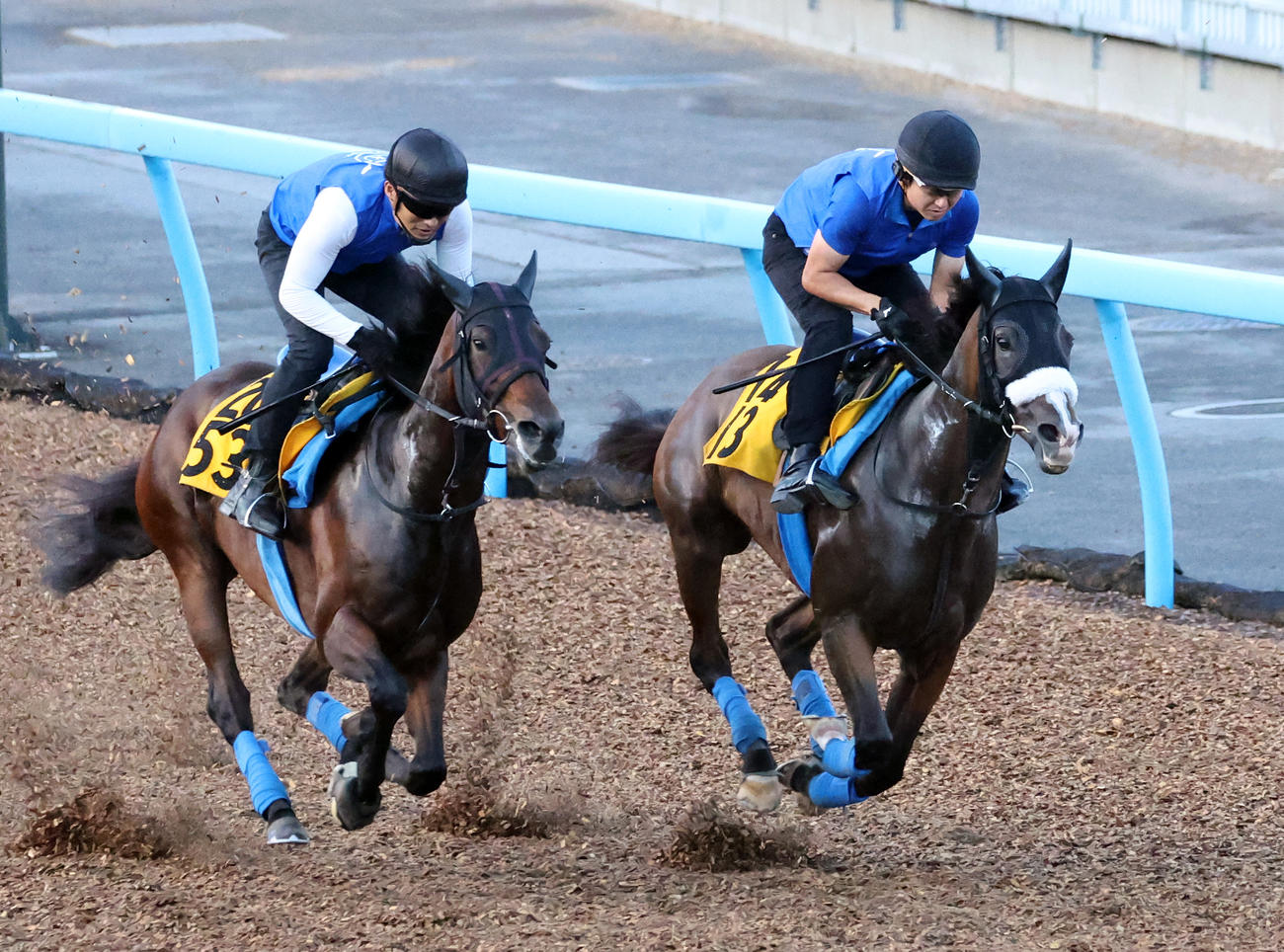 美浦ウッドで併せて追い切るビューティフルデイ（右）（撮影・鈴木正人）