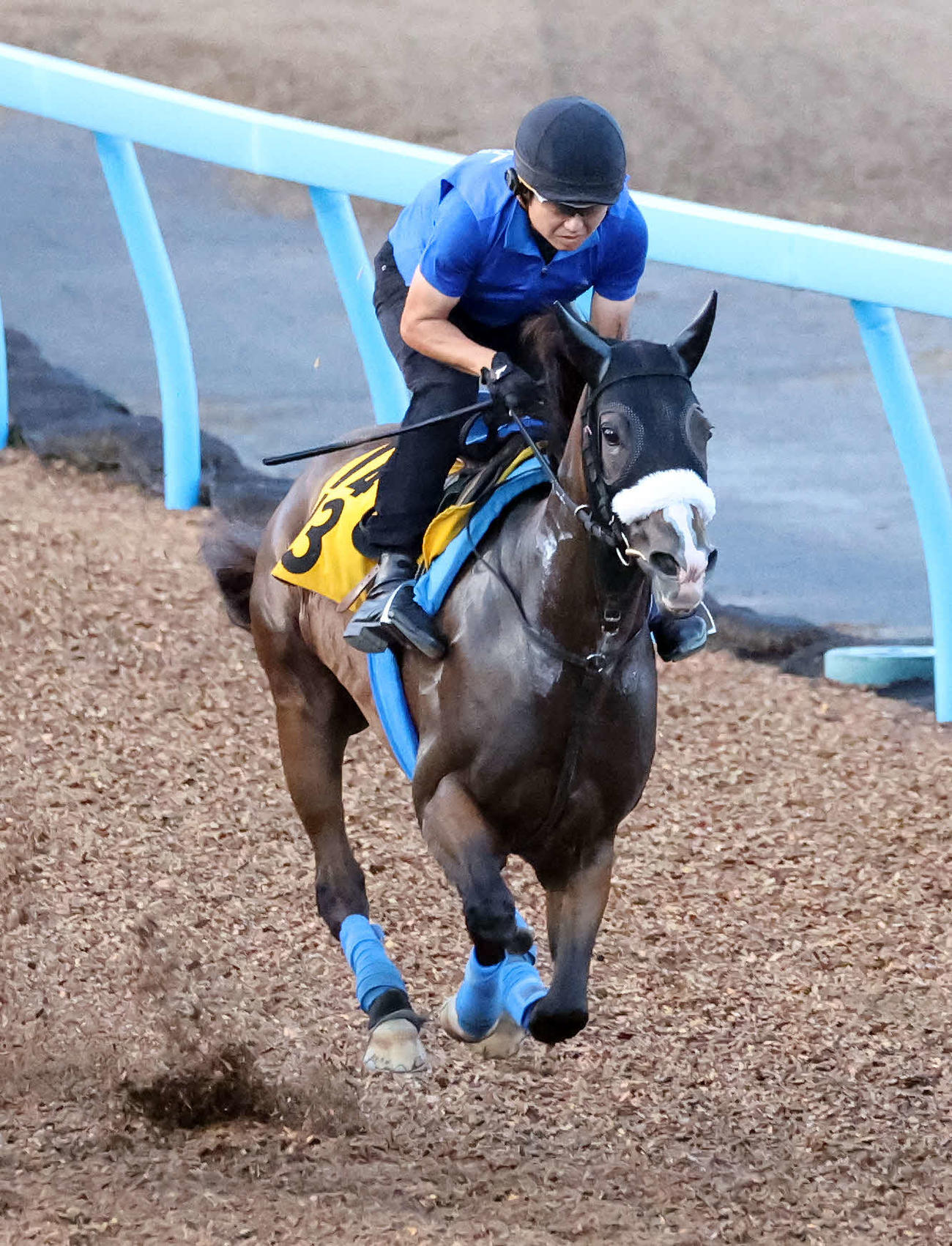 美浦ウッドで追い切るビューティフルデイ（撮影・鈴木正人）