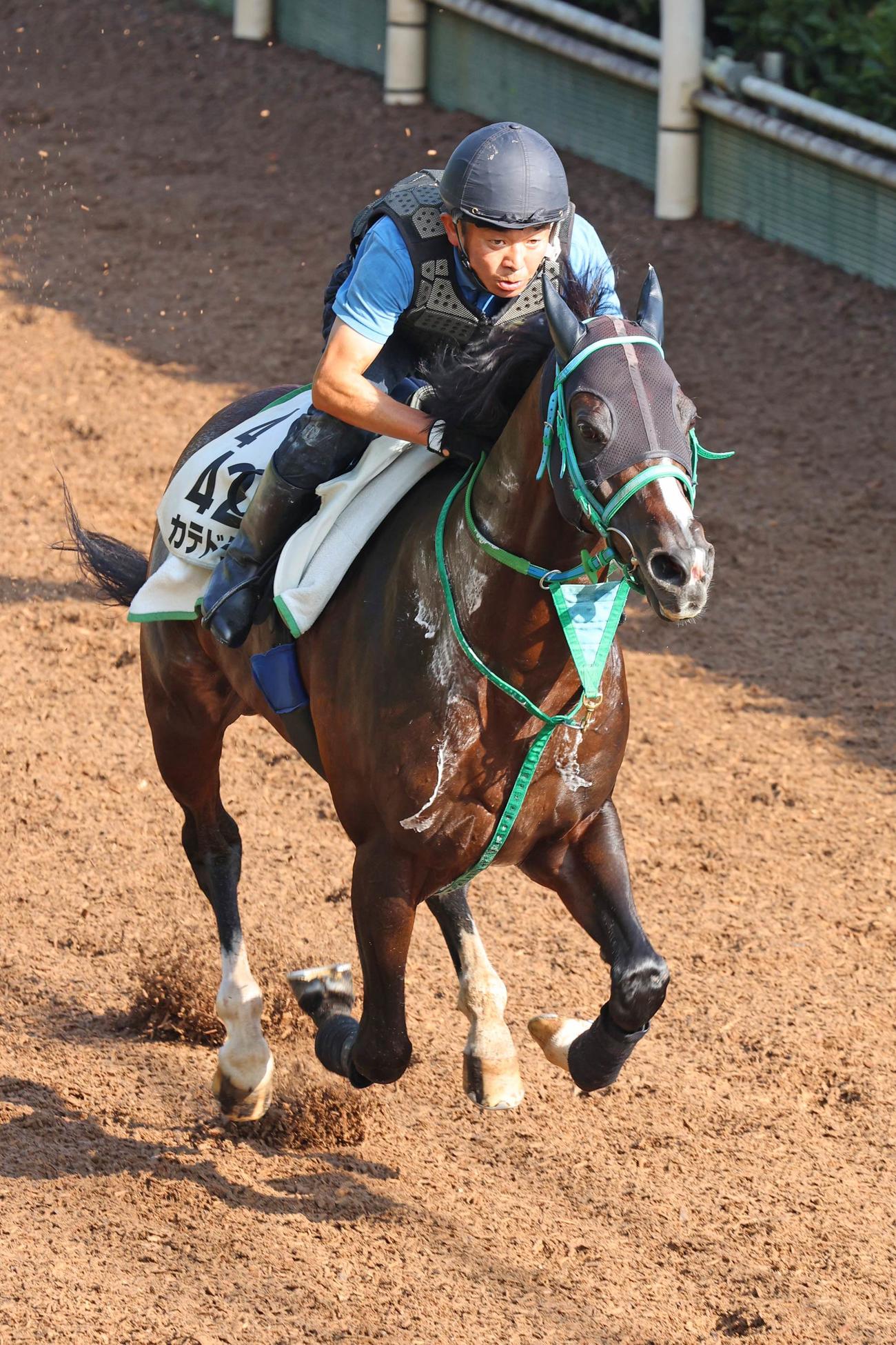 軽快なフットワークで坂路を駆け上がるカテドラル