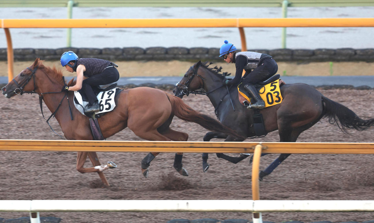 岩田望騎手を背にCウッドをマッハモンルード（左）と併せ馬で追い切るククナ（撮影・白石智彦）