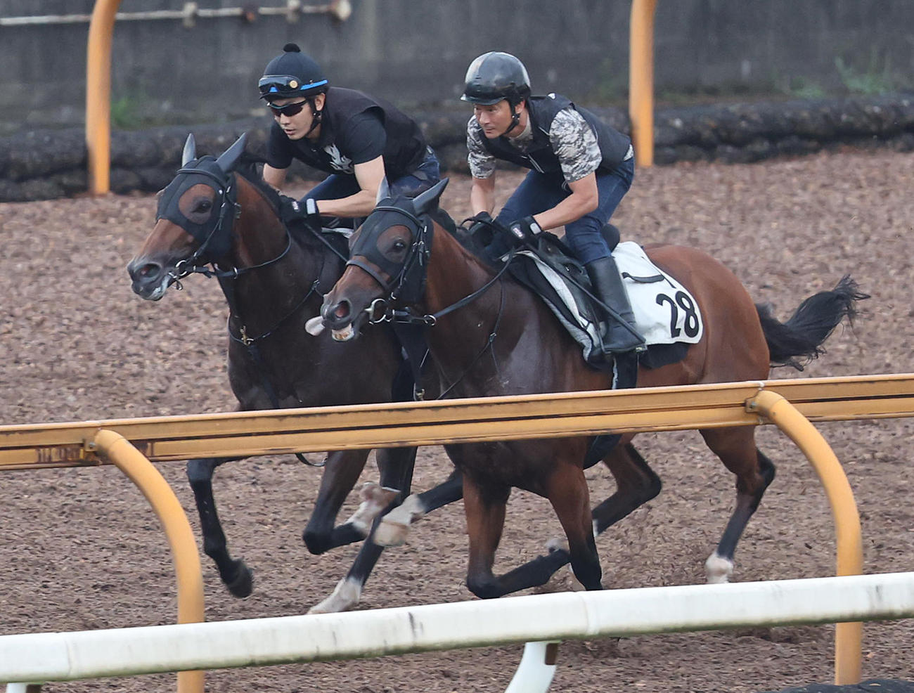 Cウッドをアンフィニドール（右）と併せ馬で追い切るメイショウシンタケ（撮影・白石智彦）