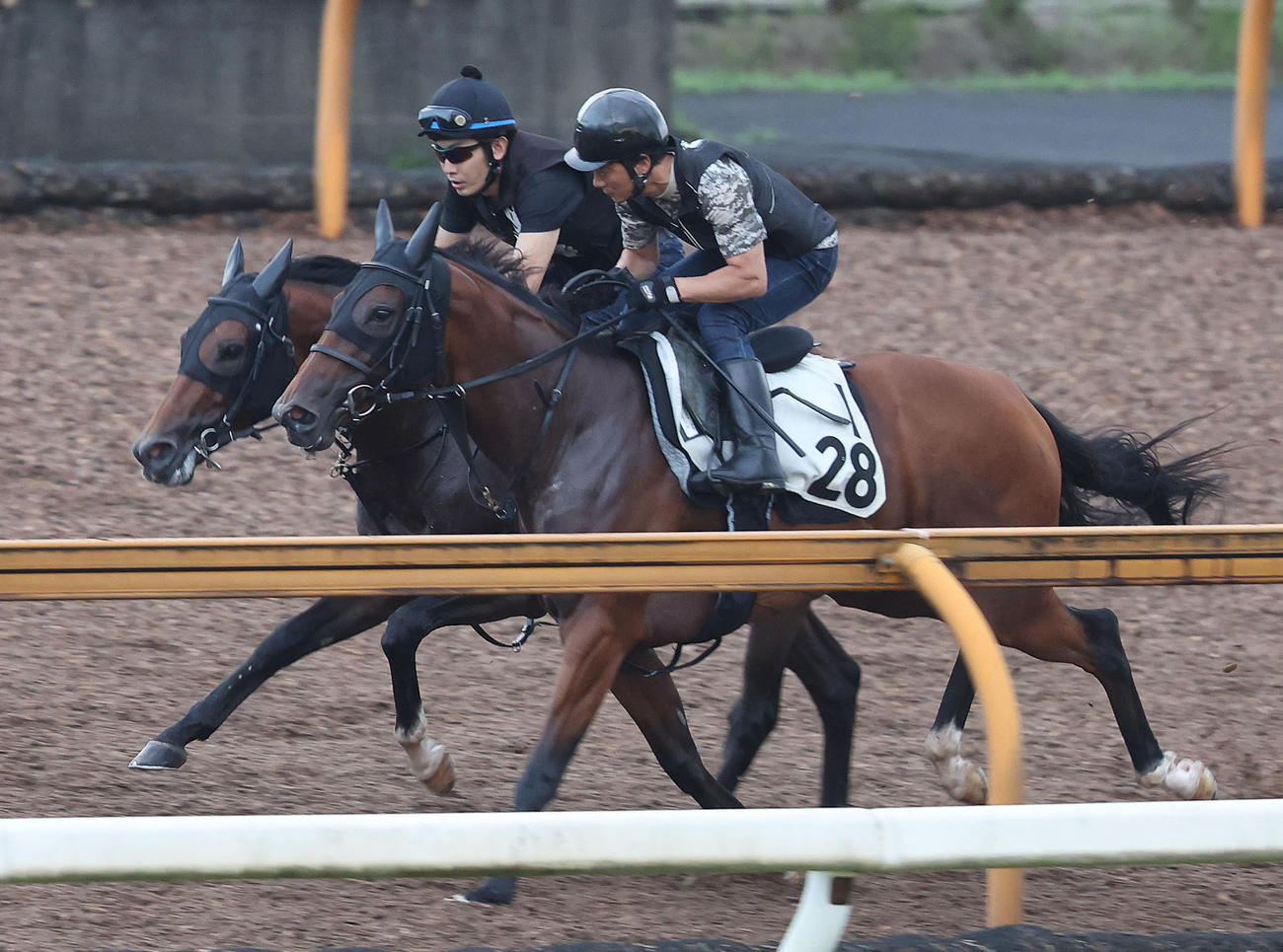 Cウッドをアンフィニドール（右）と併せ馬で追い切るメイショウシンタケ（撮影・白石智彦）