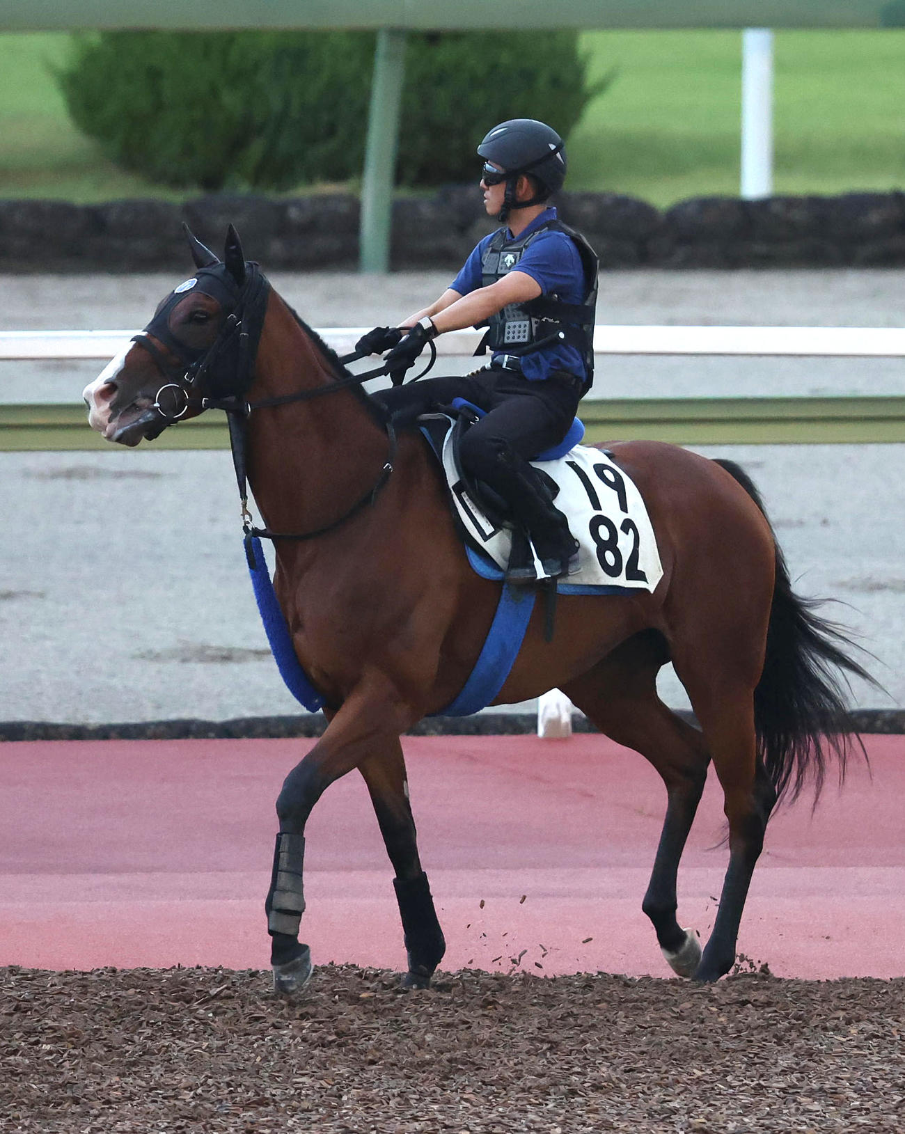 馬場入りするママコチャ（撮影・白石智彦）