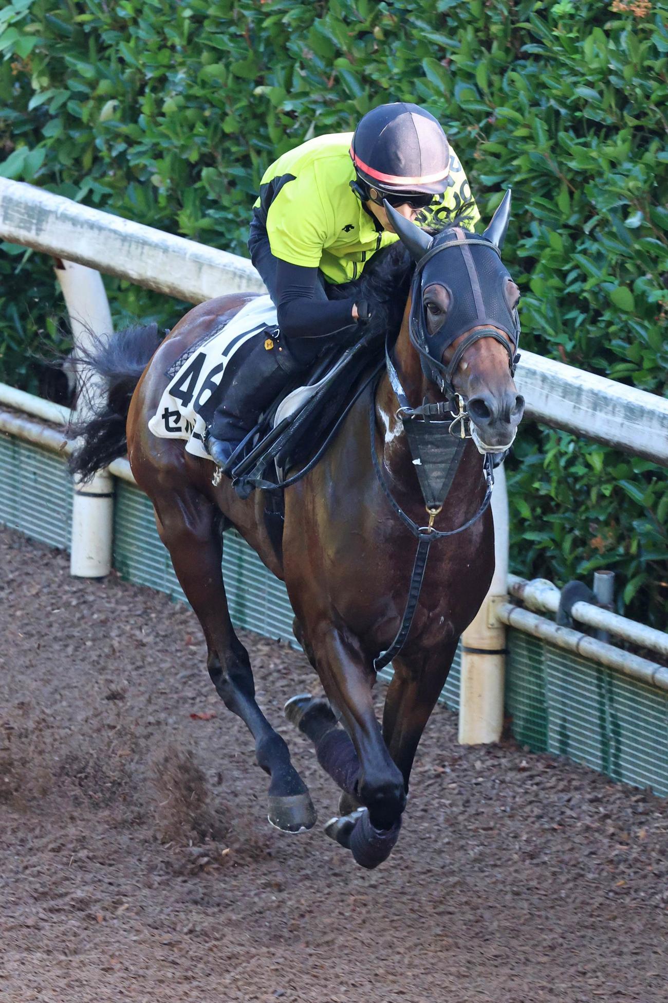 坂路で軽快に動いたセルバーグ