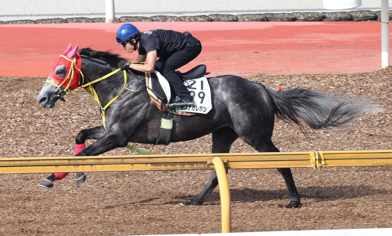 9日、小野寺騎手を背にCウッドを単走で追い切るモズナガレボシ（撮影・白石智彦）