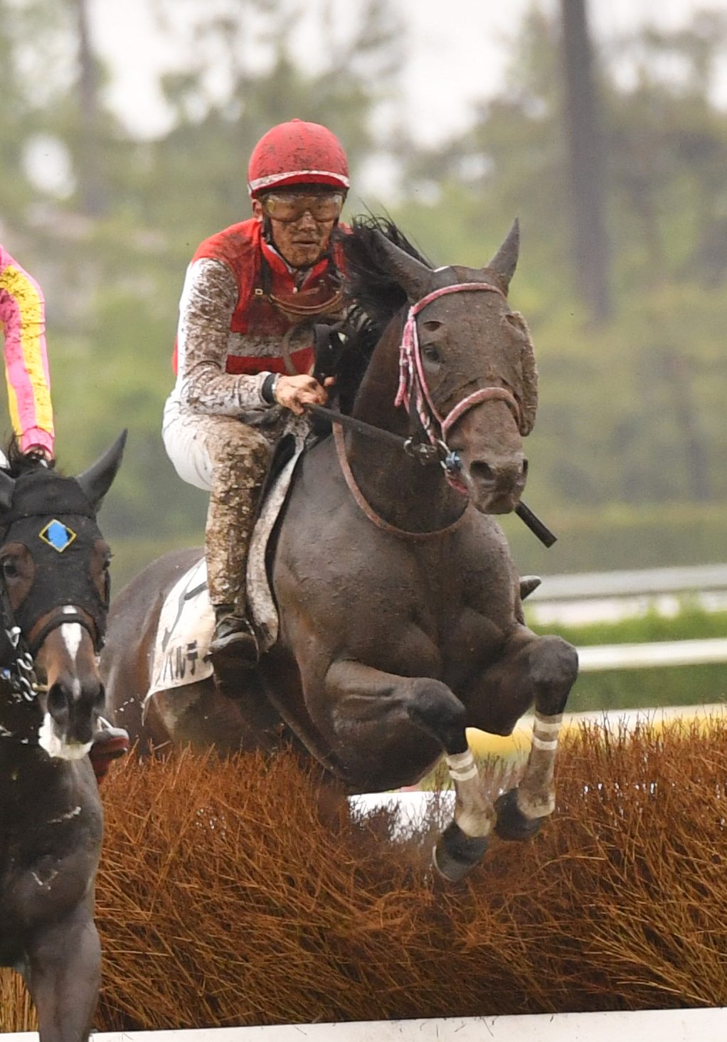 23年5月7日、4歳以上障害未勝利を制したショウナンバルディ