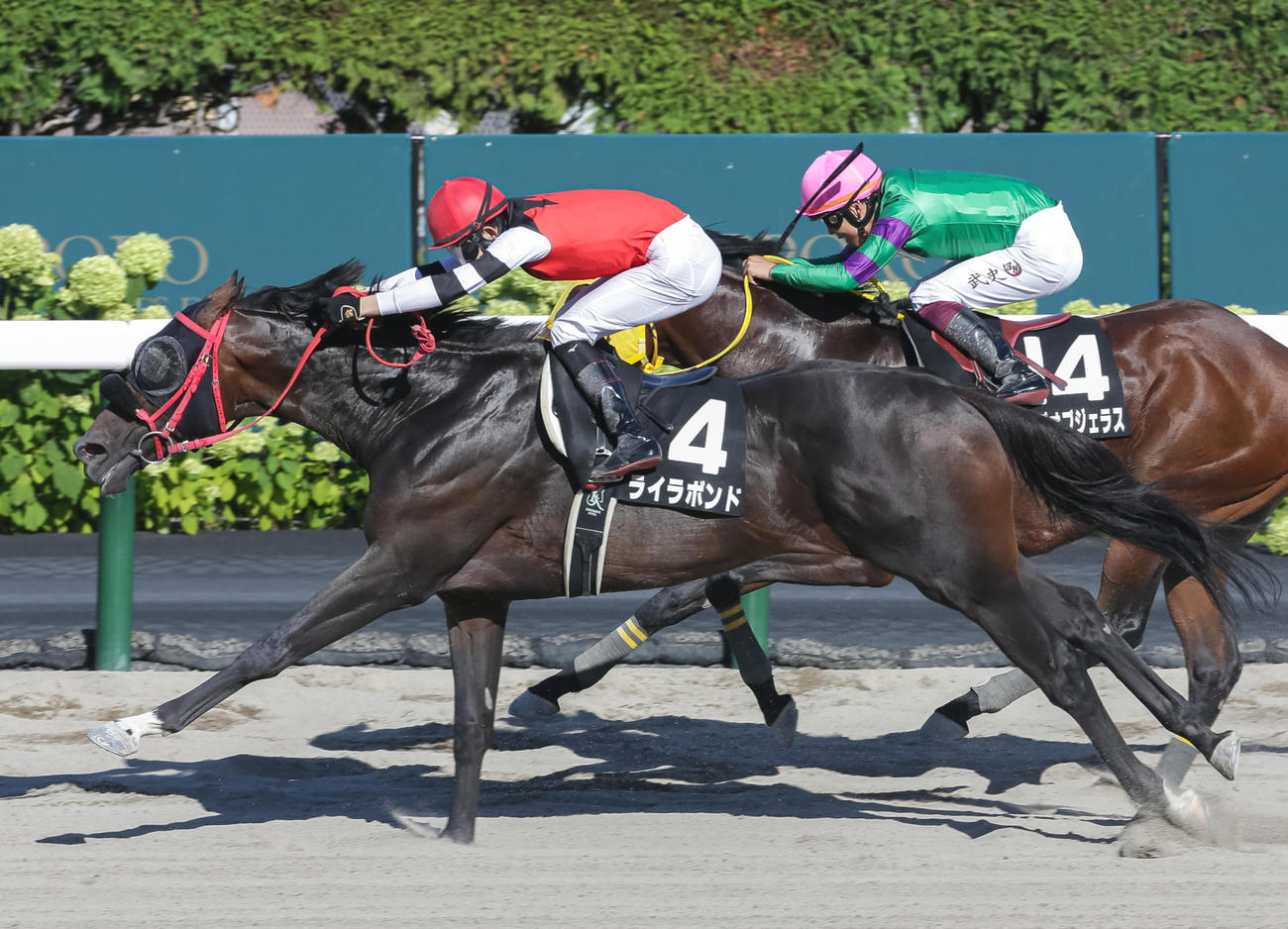 大雪Hを制したライラボンドと小林勝太騎手（撮影・村野早祐）