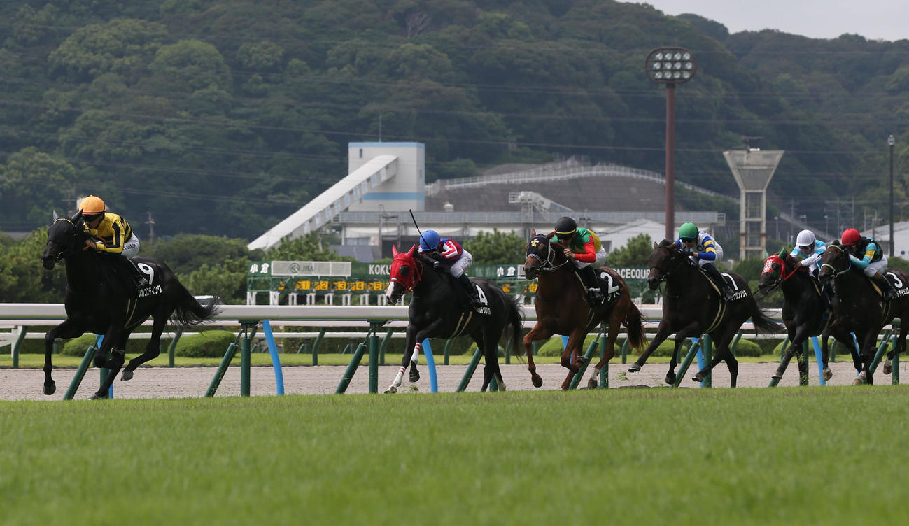 フェニックス賞を快勝したシカゴスティング（撮影・冨田成美）