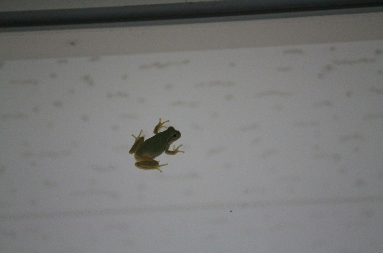 新潟競馬場の検量室前の洗い場の上に3匹のカエルが…