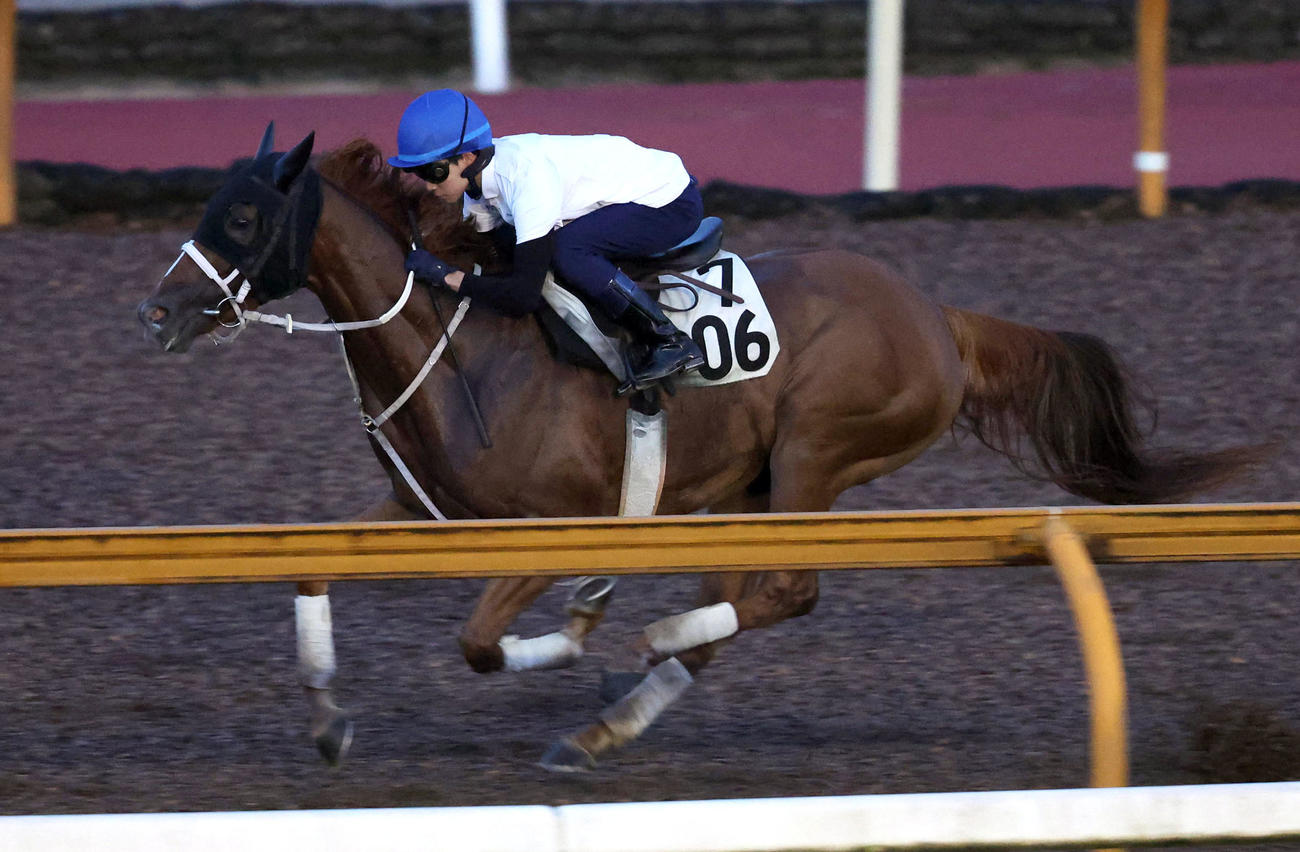 角田河騎手を背にCウッドを単走で追い切るゴールドエクリプス（2023年8月撮影）