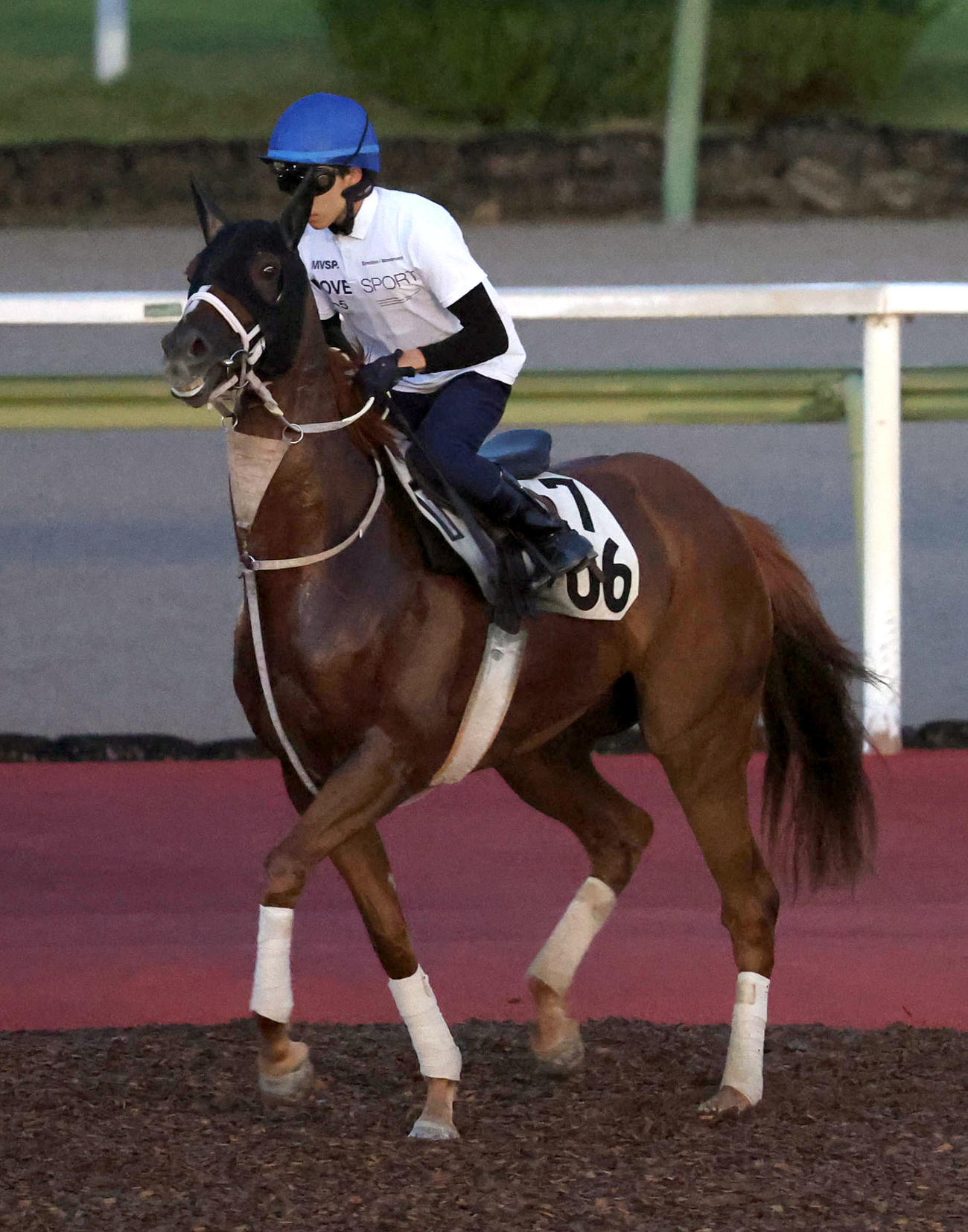 角田大河騎手を背に馬場入りするゴールドエクリプス（2023年8月撮影）