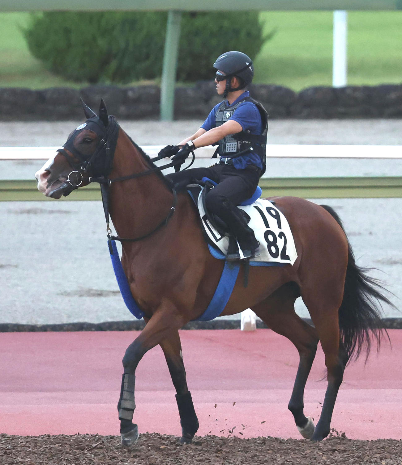 馬場入りするママコチャ（2023年8月9日撮影）