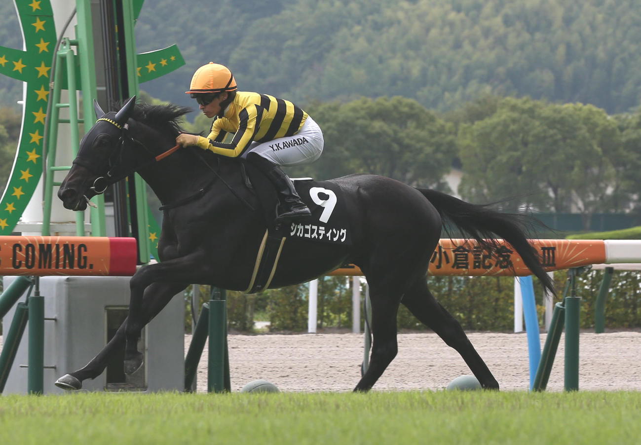 フェニックス賞を快勝したシカゴスティング（2023年8月13日撮影）
