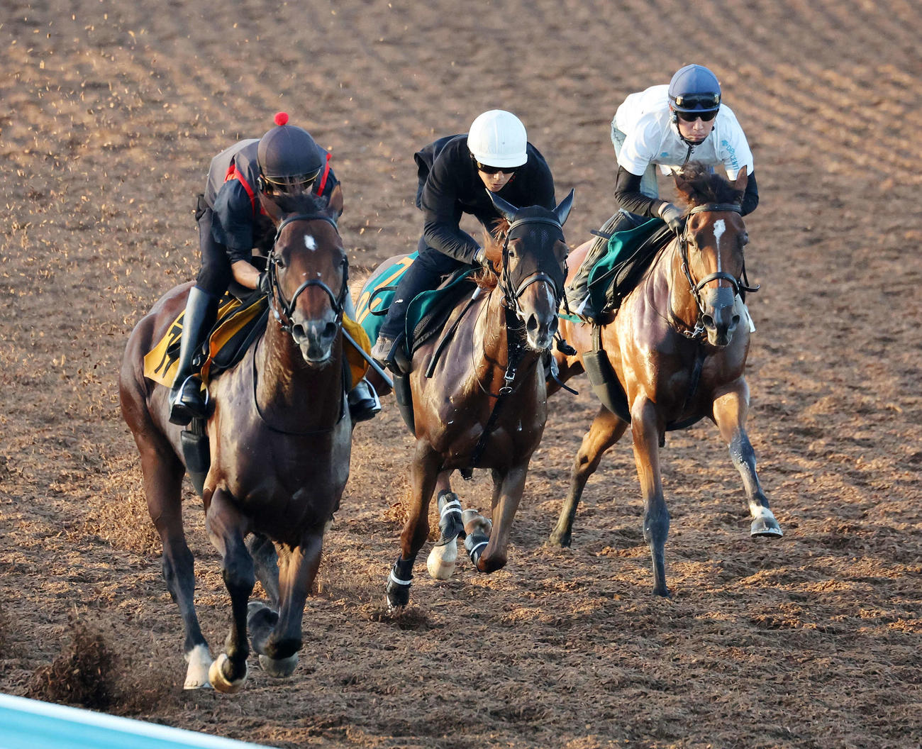 10日、美浦ウッドで併せて追い切るゴールデンリープ（中央）