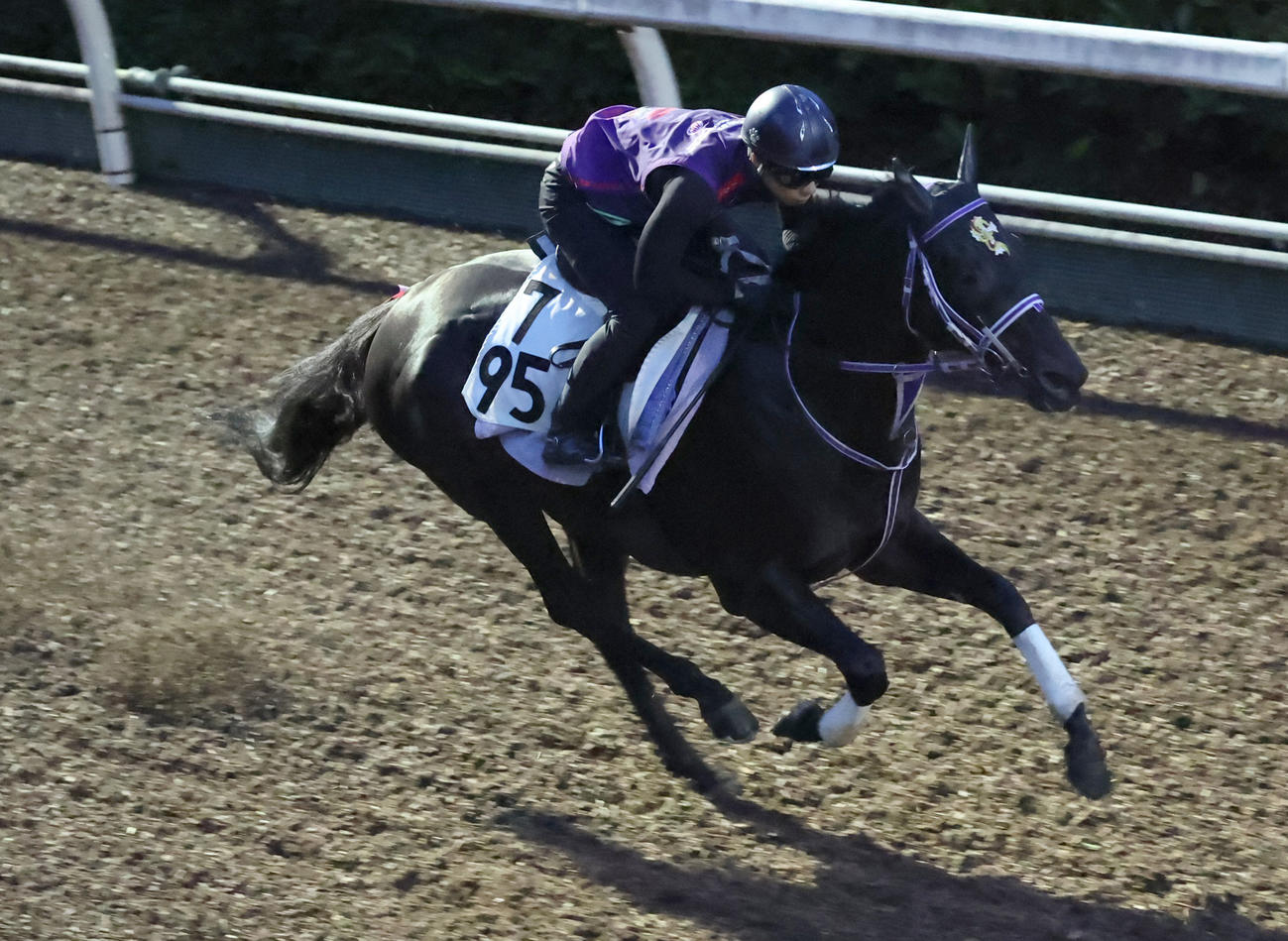坂路で追い切るサンキューユウガ