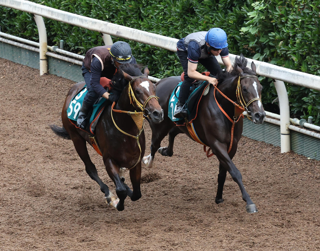坂路を併せ馬で追い切るルディック（左）とブリーズオンチーク