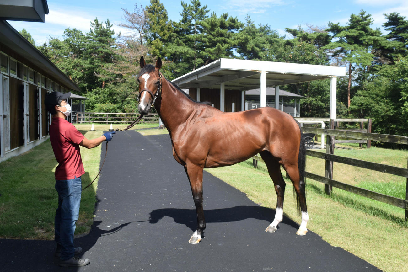 山元トレセンで夏休みを過ごす、今年の皐月賞馬ソールオリエンス（撮影・桑原幹久）