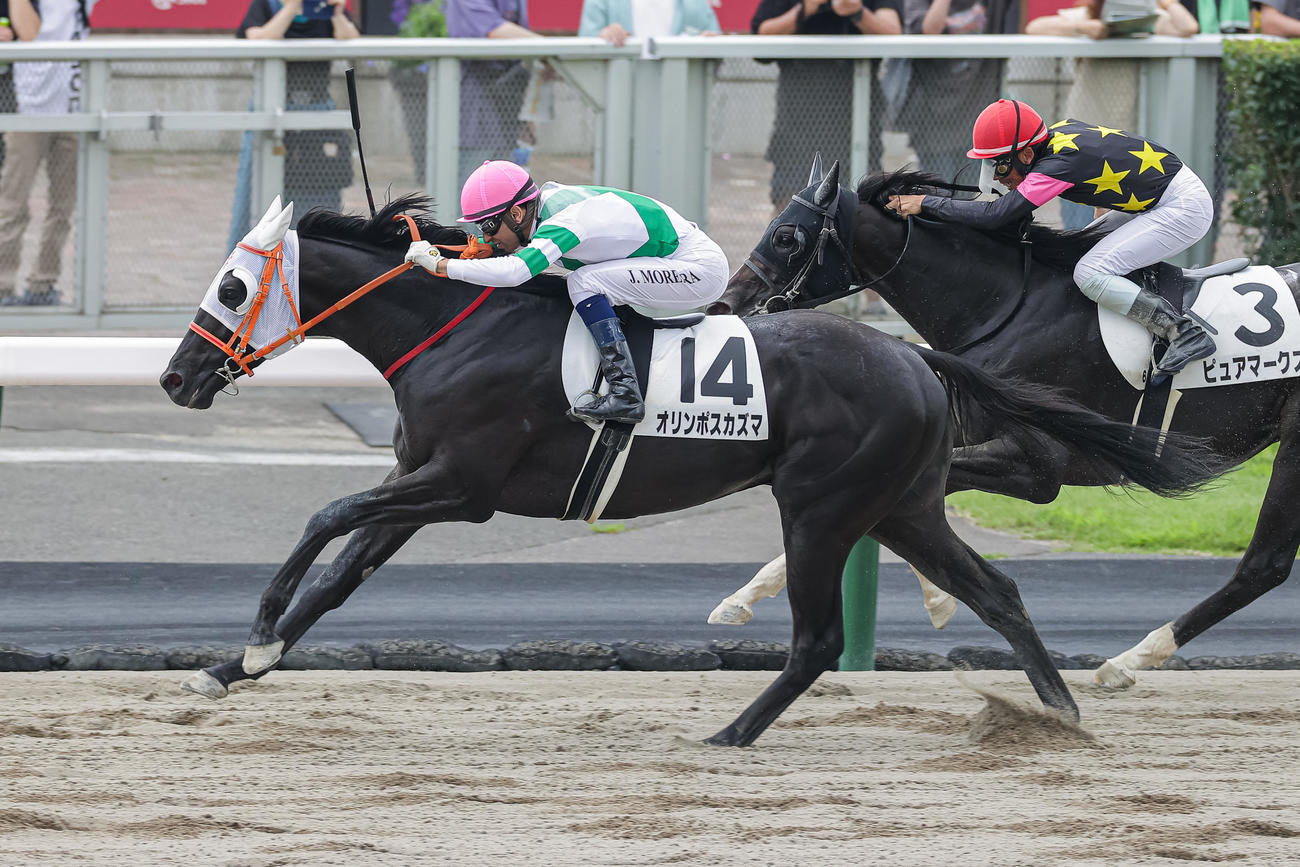 札幌6R、3歳未勝利を勝ち上がったオリンポスカズマとモレイラ騎手（撮影・村野早祐）