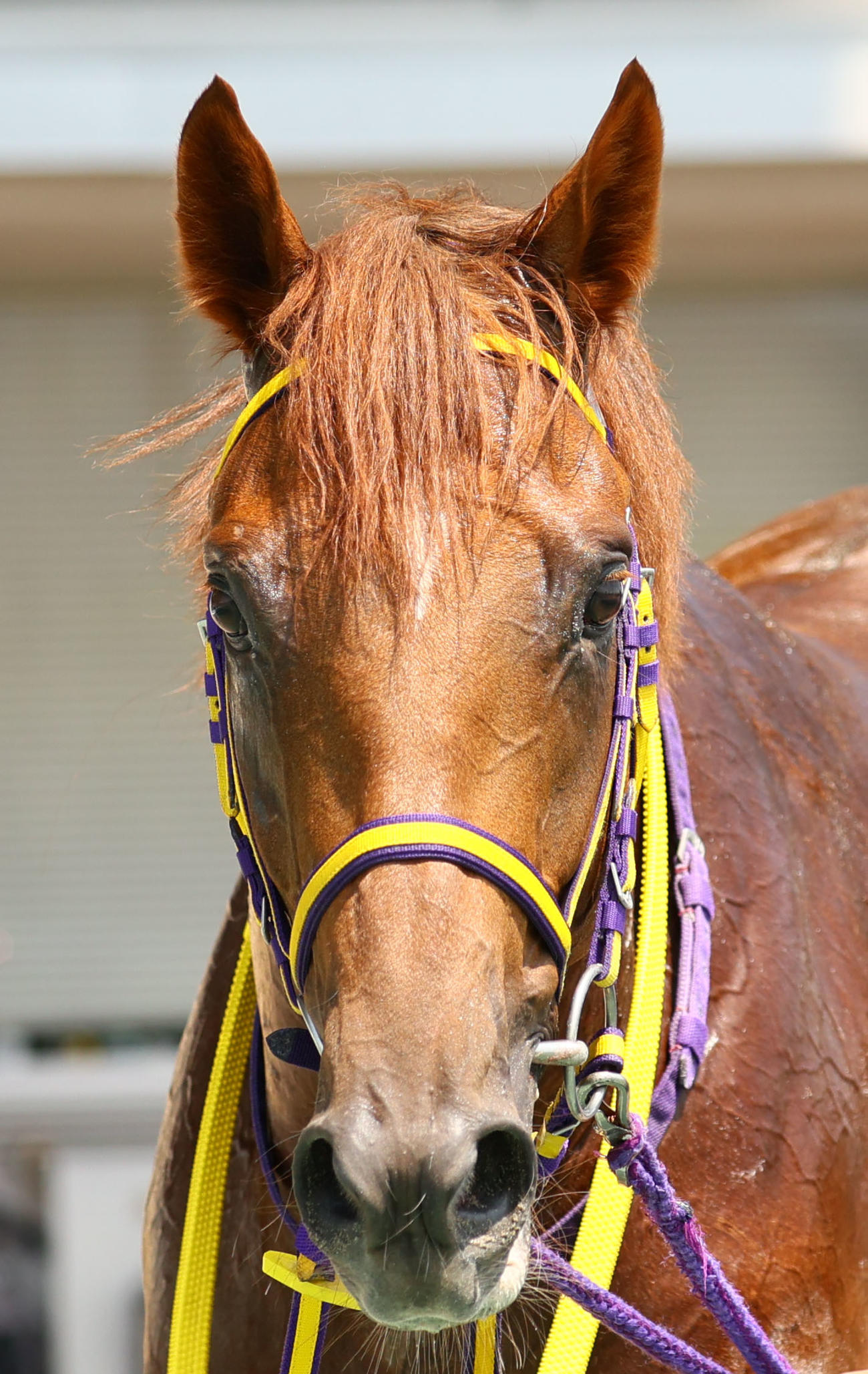 小倉6R新馬戦を制したコパノアントニオ（撮影・冨田成美）