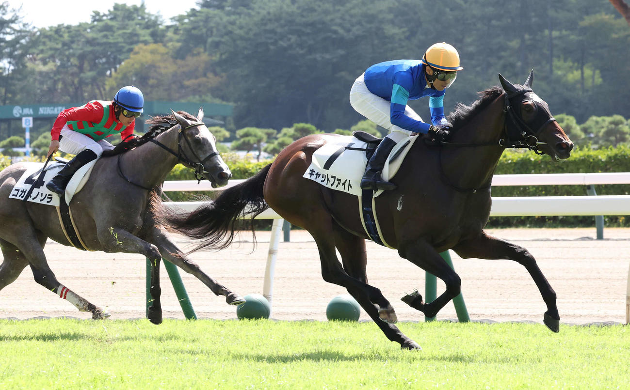 新潟1R、2歳未勝利の牝馬限定戦を制したキャットファイトと大野騎手（撮影・丹羽敏通）
