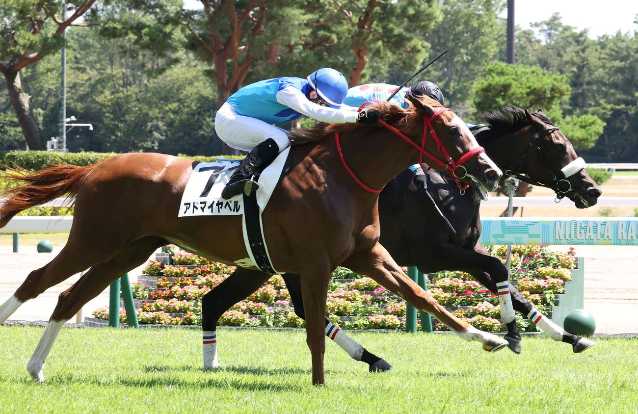 新潟5R、デビュー戦に勝利したアドマイヤベルと菱田騎手（手前）（撮影・丹羽敏通）
