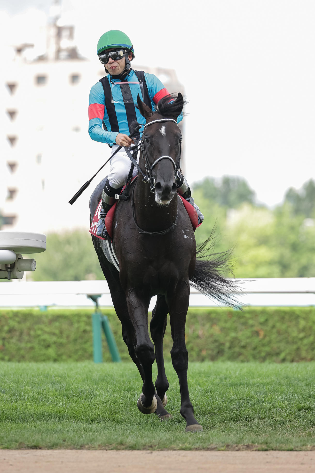 2着に敗れたトップナイフと横山和騎手（撮影・村野早祐）