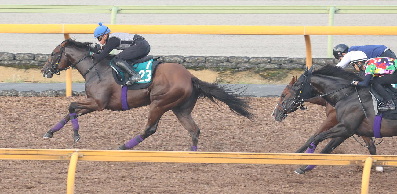 17日、ルージュスタニング（左）はCウッドで3頭併せで追い切られた