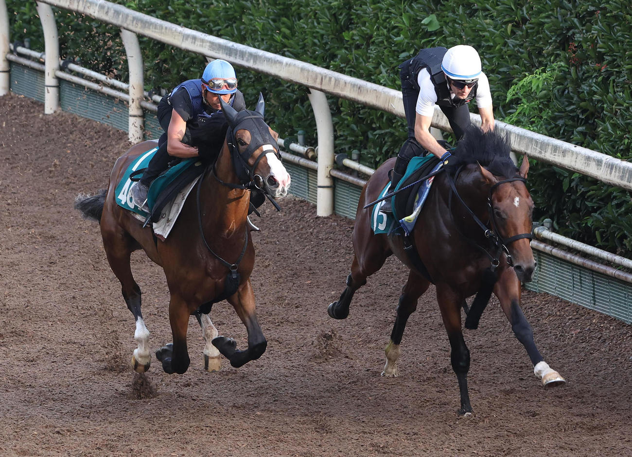 酒井騎手を背に坂路をヴェローチェエロ（右）と併せ馬で追い切るヒヒーン（撮影・白石智彦）
