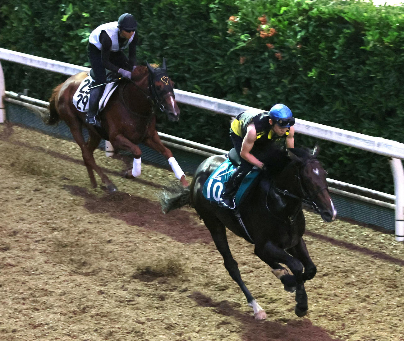 菱田騎手を背に坂路をワーフデール（左）と併せ馬で追い切るエンヤラヴフェイス（撮影・白石智彦）