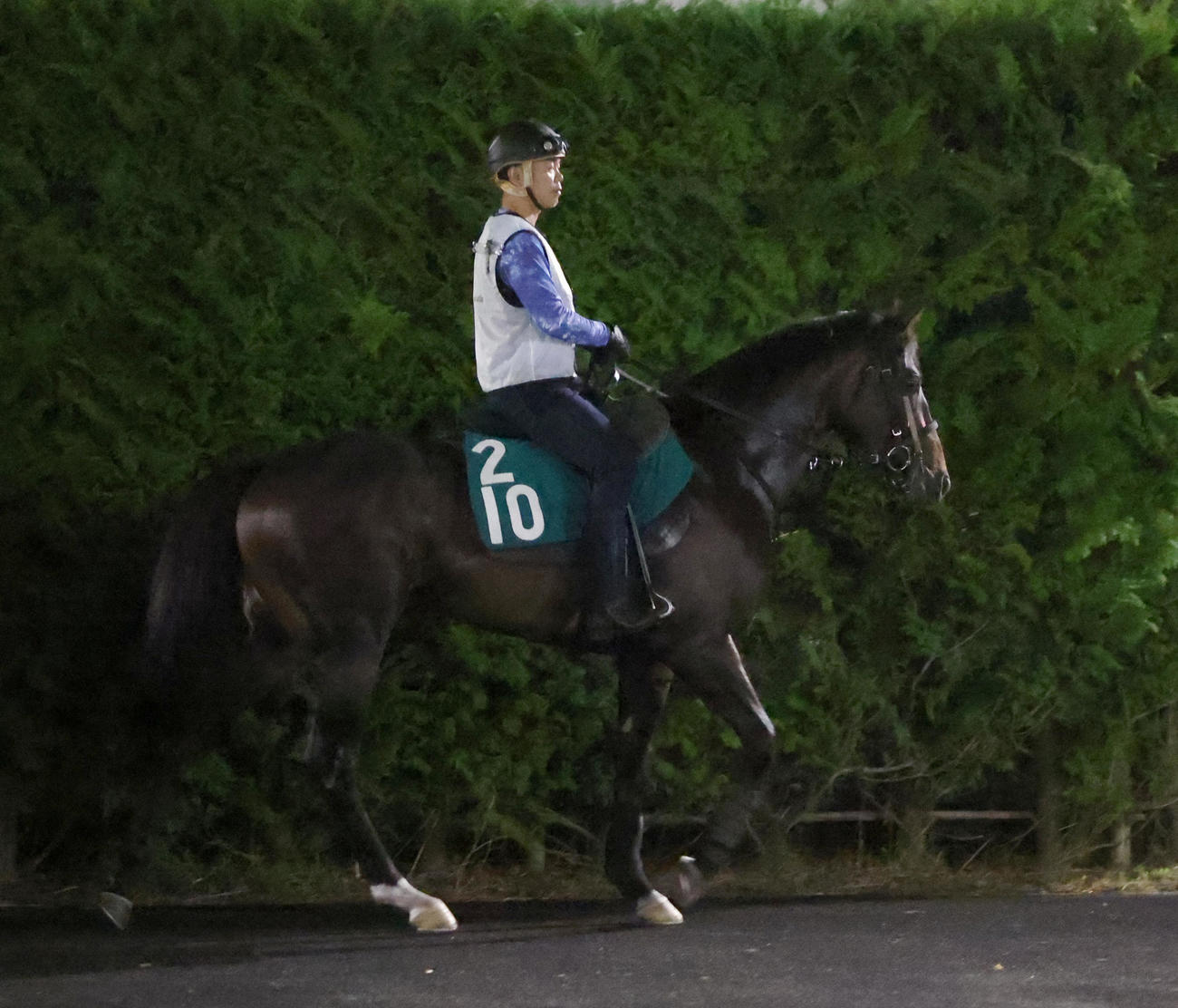 追い切りへ向かうエンヤラヴフェイス