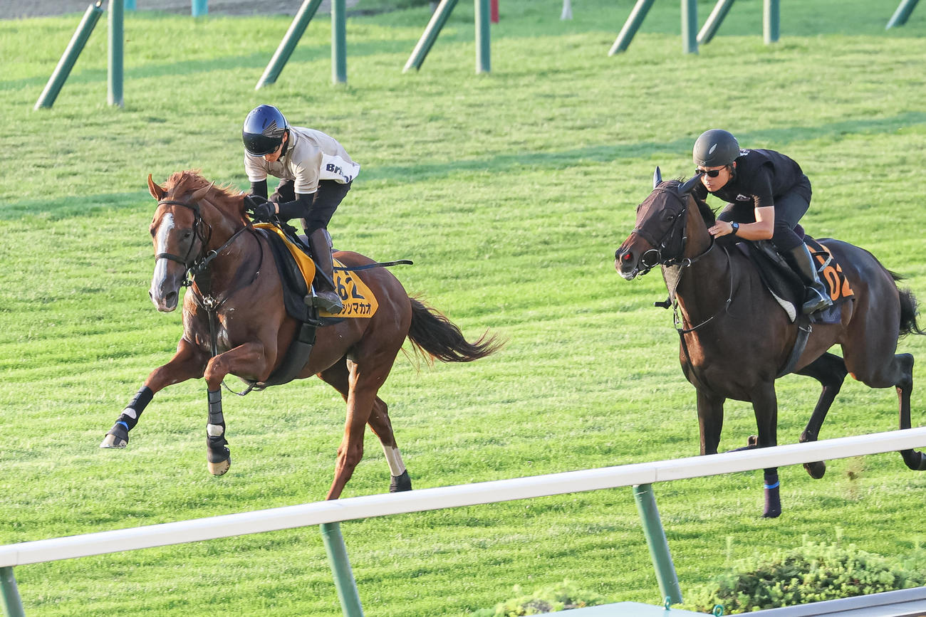 鮫島駿騎手を背にトウシンマカオ（左）は札幌芝でミニストリーと併せて追い切られた（撮影・村野早祐）