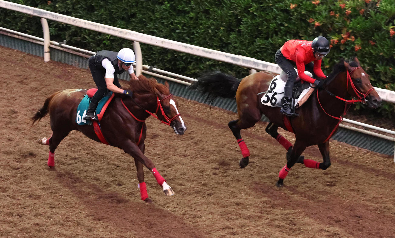 M・デムーロ騎手を背にヴァンヴィーヴ（左）は坂路でゲンパチマイティーと併せて追い切られた（撮影・白石智彦）