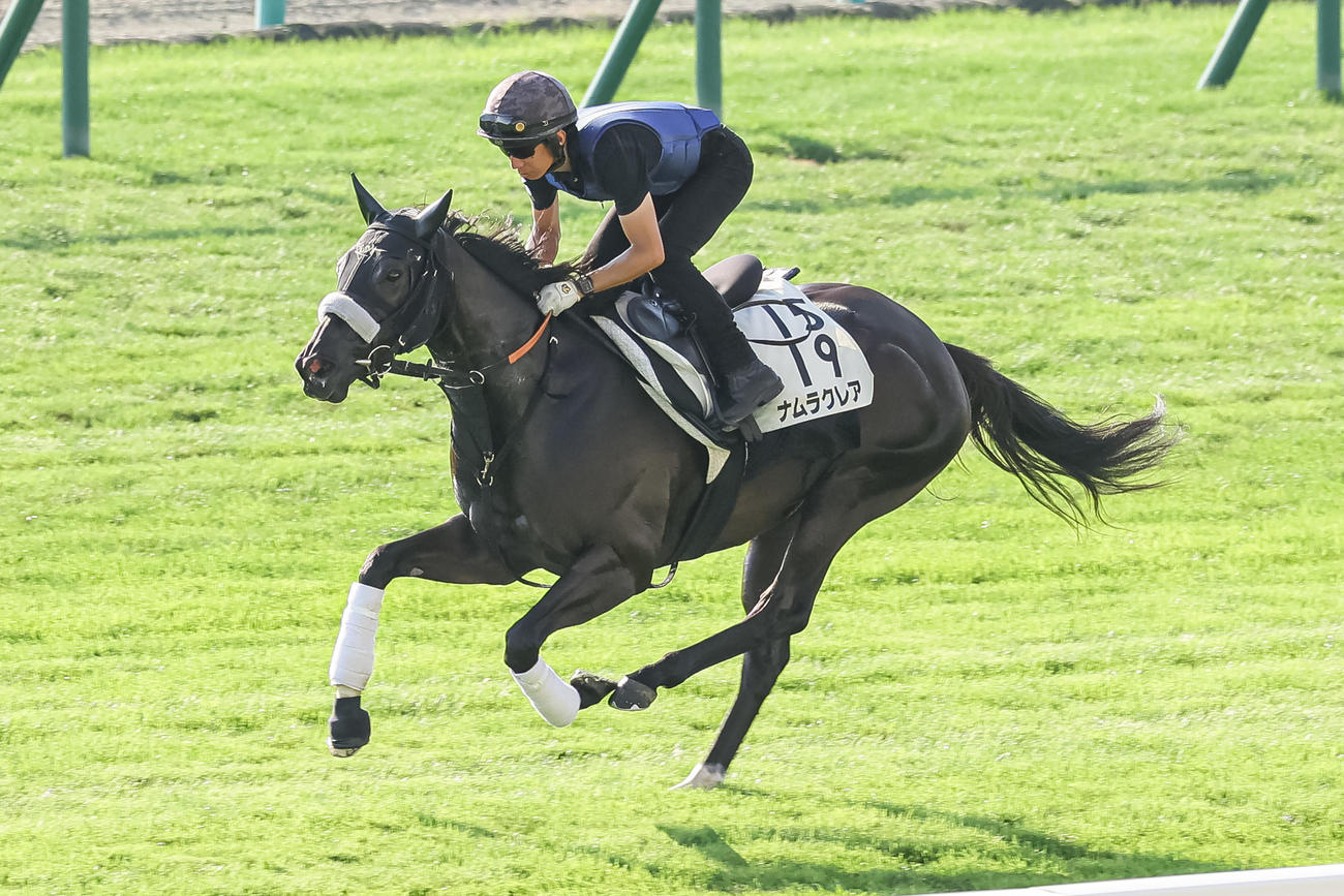 札幌芝コースで追い切られるナムラクレア（撮影・村野早祐）