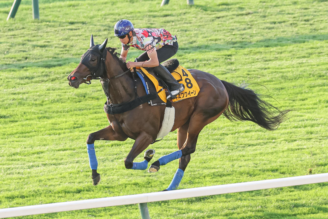 横山武騎手を背に札幌芝コースで追い切られるキミワクイーン（撮影・村野早祐）