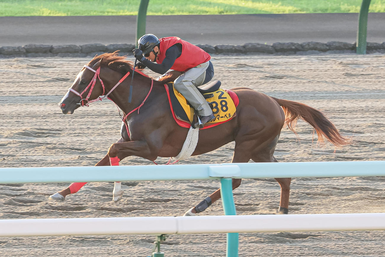 札幌ダートコースで追い切られるウインマーベル（撮影・村野早祐）