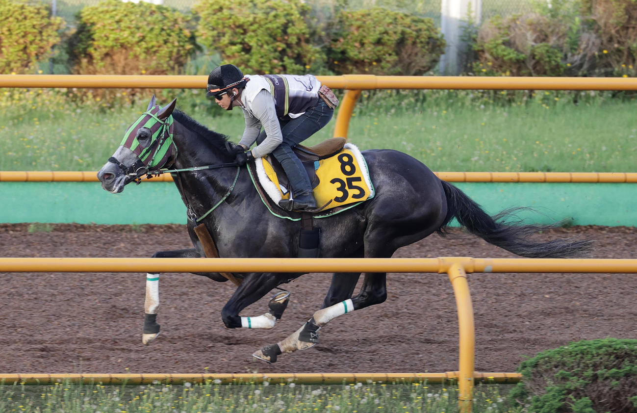 函館ウッドコースで追い切られるシュバルツカイザー