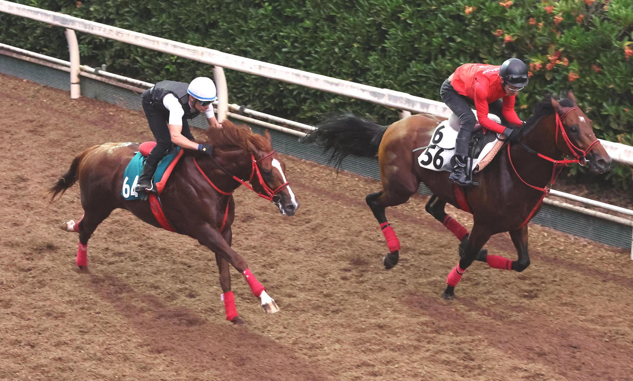 ヴァンヴィーヴ（左）は坂路でゲンパチマイティーと併せて追い切られた（撮影・白石智彦）